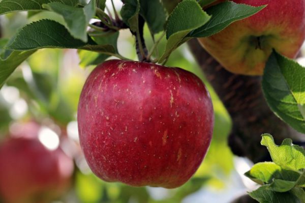 Какие растения нельзя сажать вблизи яблони