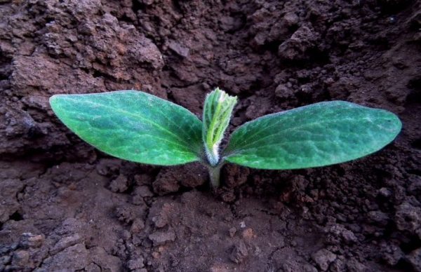 Посев семян на рассаду: 4 секрета для хорошей всхожести