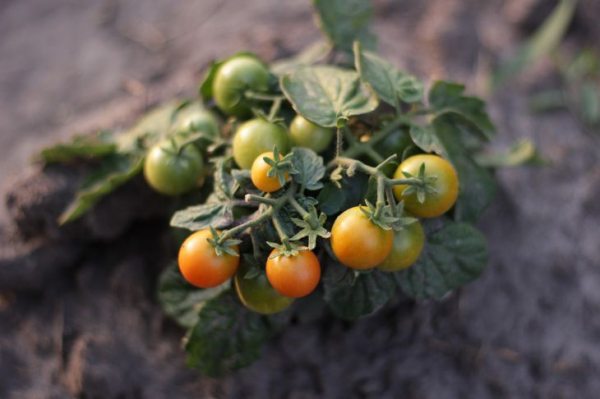 Как посадить рассаду томатов, чтобы собрать богатый урожай в 2020 году