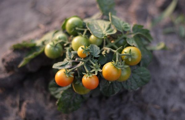 Выращивание томатов: каких ошибок допускать нельзя, чтобы не погубить урожай