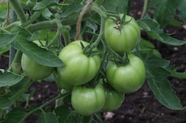 Выращивание помидоров в теплице: основные правила и рекомендации